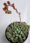 Echeveria Scheideckeri 15CM Pot