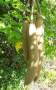 Kigelia Africana - Sausage Tree Fruit 1KG Powder