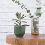 Panda Ears Plant - In Bay Leaf Green Calandiva Planter