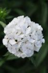 Dianthus Sweet White - 1000 Pelleted Seed