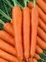Carrot Nantes Seed - 500 G Raw Seed