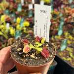 Venus Fly Trap 'periscope.' Special Import. - 2 Year Old Plant. 7.5CM Plastic Container.