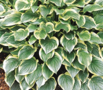 Hosta So Sweet Seedlings - 3 Plug Plants