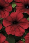 Petunia Tidal Wave Red Velour Seed - 10 Pelleted Seed