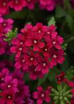 Verbena Quartz Xp Bordeaux Seed - 500 Raw Seed