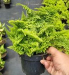 Fluffy Ruffles Fern 14CM Pot