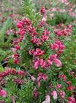 Grevillea Mount Tamboritha 15CM Pot