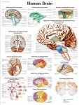 Human Brain Chart VR1615