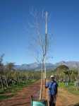 Platanus Acerifolia 200LT