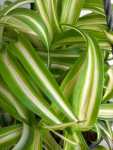 Chlorophytum Variegated 25CM Hanging Basket