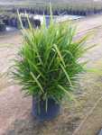 Dianella “little Jess” 10LT