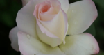 Pearl Of Bedfordview Rose 5LT
