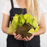 Philodendron Neon Mossball