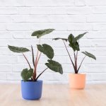 Elephant Ear - Yucatan Princess - In 16CM Peach Emerson Pot