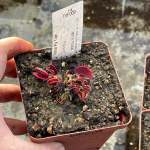 Venus Fly Trap 'ginormous.' Special Import. - Dormant Plant. 7.5CM Plastic Container.