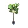 Fiddle Leaf Fig Tree - 120CM