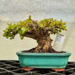 Portulacaria Afra "spekboom" - PS06 200MM L X 170MM D X 150MM H