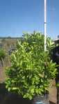 Viburnum Sinensis 100LT