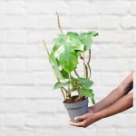 Philodendron - Red Bristle - 14CM Nursery Pot