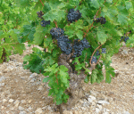 Vitis Vinifera Common Grape Vine 10LT