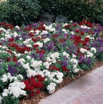 Phlox 21ST Century F1 Mix Seed - 250 Primed Seed