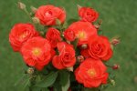 Orange Sensation Rose 5LT