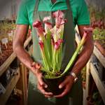 Trumpet Pitcher Sarracenia 'bella' - Older Plant In 12CM Plastic Container