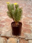 Euryops Silver Sunshine 15CM