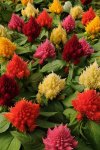 Celosia Icecream Formula Mix Seed - 25 Pelleted Seed