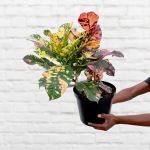 Croton - Large - In 25CM Nursery Pot