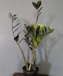 Zamioculcas Zamiifolia 17CM Pot