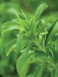 Stevia Revaudiana Sweet Herb Seed - 250 Raw Seed