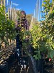 Guava Tree 20LT