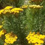Athanasia Crithmifolia 4LT