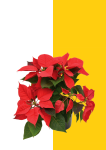 Poinsettia Mixed - Red