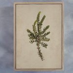 Fynbos 8 Art Print - A2 Framed Canvas With Natural Wood Frame