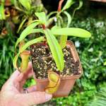 Tropical Pitcher Nepenthes 'ventricosa X Dubia ' BE-3742