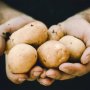 Allison Seed Potatoes 10 Per Bag