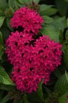 Pentas Lucky Star F1 Lipstick Seed - 250 Pelleted Seed
