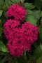 Pentas Lucky Star F1 Lipstick Seed - 250 Pelleted Seed