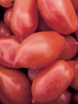 Tomato Roma Vf Seedlings - 5 Plug Plants