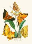 The Cabinet Of Oriental Entomology Pl Xxii 1848 Art Print - A0