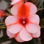 Impatiens New Ginea Clockwork 19CM Pot