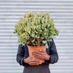 Crassula - Blue Hale - In Fundo Palm Leaf Basket