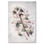 Protea Anatomy 1 Art Print - 100CM X 150CM No Frame Print Only
