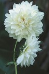Dahlia Decorative – “snow Country” Bulbs