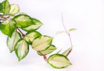 Hoya Carnosa Green Variegated 20CM H b