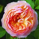 Rose French Panarosa 5LT