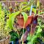 Tropical Pitcher Nepenthes 'bongso' - Older Plant In 21CM Hanging Basket