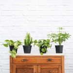 Plant Parent Pack - In Nursery Pots